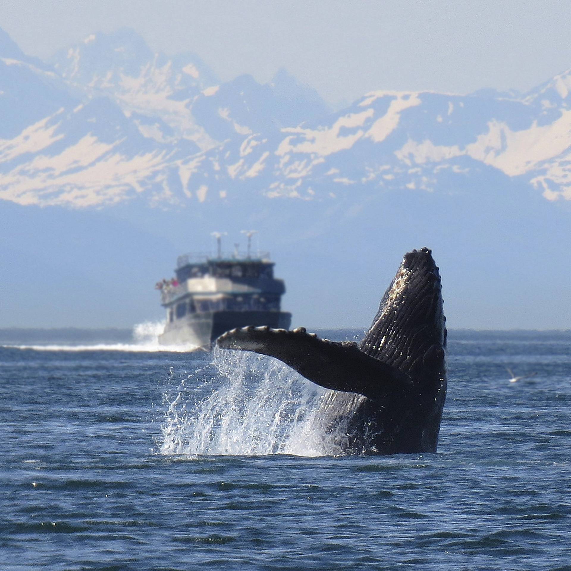 Humpback whale and ship in Alaska; photo by Alan Bedding, via Pixabay